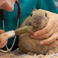 vétérinaire soignant un lapin (nac)