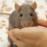 vétérinaire soignant une souris(nac)