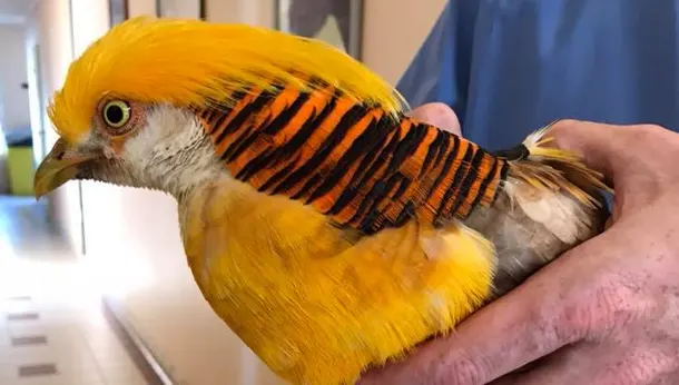 Perroquet orange vet