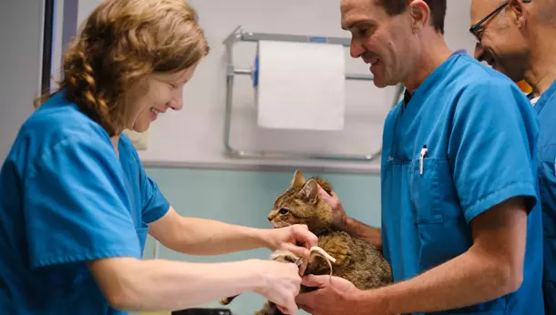 vétérinaires soignent un chat