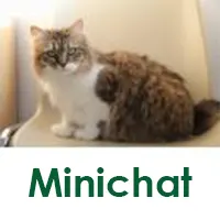 Minichat