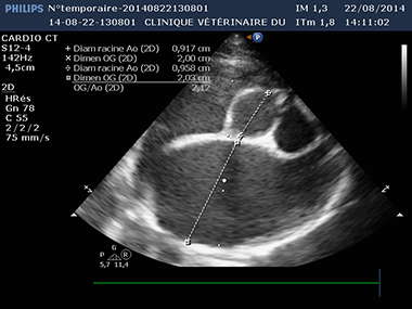 Échocardiographie d'un chat - Cardiologie-Pneumologie / Clinique du Vernet