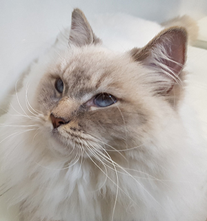 Medecine preventive, chat angora - Clinique vétérinaire du Vernet