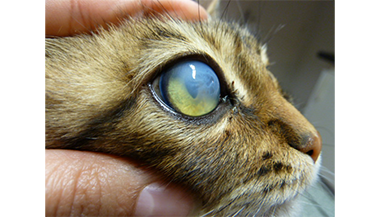 Opacification progressive de la cornée d’un chat - Clinique vétérinaire du Vernet