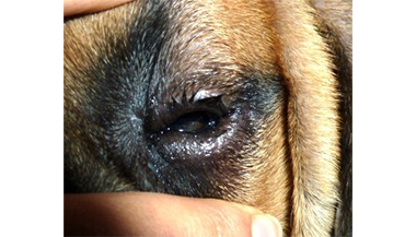 Enroulement de la paupière inférieure chez un jeune chien - Clinique veterinaire du Vernet