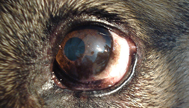 Pigmentation progressive de la cornée d’un Berger Allemand (kératite pigmentaire) - Clinique vétérinaire du Vernet
