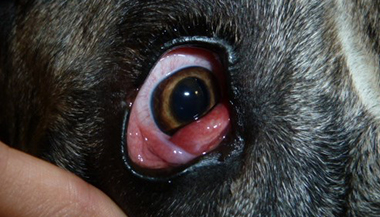 uxation de la glande lacrymale principale - Clinique veterinaire du Vernet