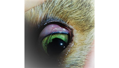 Présence de vers très irritants à la surface de l’œil d’un chat (Thélaziose) - Clinique veterinaire du Vernet
