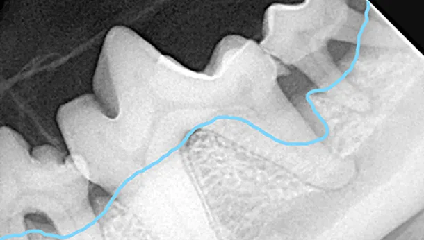 Radiographie dentaire d'un chien en parodontite