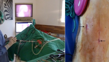 Stérilisation d’une chienne / Chirurgie des tissus mous - Clinique du Vernet
