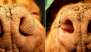 Rhinoplastie chez deux brachycéphales / Chirurgie des tissus mous - Clinique du vernet /