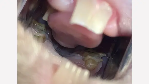 Lapin dentisterie