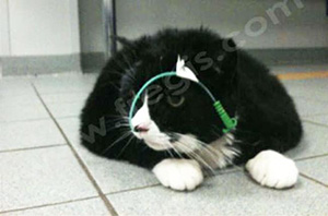 Calicivirose : chat avec sonde naso-oesophagienne