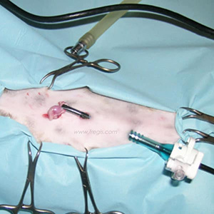 Chirurgie par coelioscopie chez un chat pour retrait d’un testicule ectopique