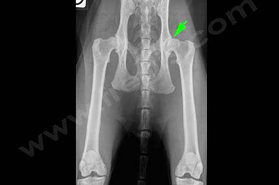 radiographie, l’articulation de la hanche gauche (flèche) est particulièrement touchée