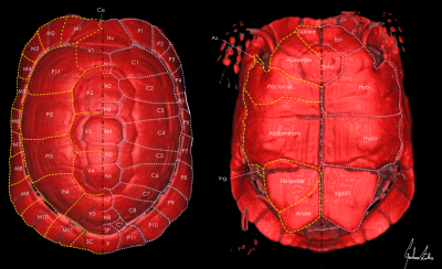 Figure 2 Schéma détaillé de la caparace d'une tortue