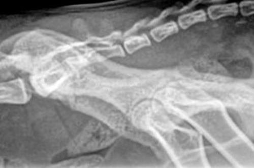 Radiographie de face et de profil d’un chat ayant des fractures du bassin