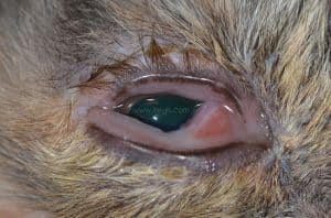 Chez le chat, la chlamydiose est responsable d’une douleur oculaire superficielle aiguë