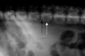2. Radiographie - Mucopolysaccaridose, ici chez un chien avec de graves anomalies squelettiques