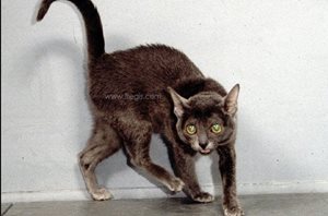 1. Gangliosidose chez un chat de race Korat qui présente une ataxie et des troubles de la vision