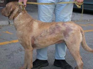 Alopécie du chien adulte chez un Chesapeake Bay retriever (d’après Cerundolo)