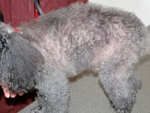 2. Alopécie X (dermatose répondant à l’hormone de croissance) après traitement chez un chien Caniche mâle. (photo D. Héripret)​