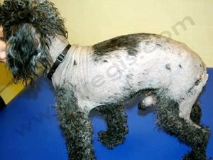 1.Alopécie X (dermatose répondant à l’hormone de croissance) chez un chien Caniche mâle. (photo D. Héripret)