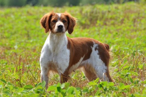 L’épagneul breton est une race de chien prédisposée à l’amyotrophie d’origine médullaire (parfois appelée amyotrophie spinale)