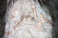 Lésions de calcinose cutanée sur le dos d’un chien