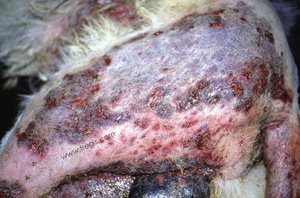 2. Syndrome furonculose-cellulite du Berger allemand avec d’importantes lésions de la peau au niveau de la cuisse. (photo D Héripret)