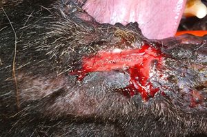 1. Ulcères au niveau des lèvres chez un chien Berger allemand atteint pyodermite profonde (ou cellulite idiopathique). (photo D Héripret)