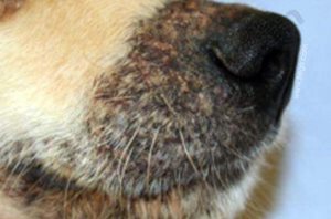 Chien Golden retriever présentant des cicatrices consécutives à une cellulite juvénile canine