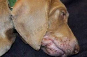 Jeune chien Braque de Weimar atteint d’une cellulite juvénile avec œdème de la face, pustules et croûtes.