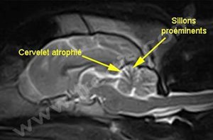 Chien avec une ataxie cérébelleuse héréditaire. L’IRM montre un cervelet atrophié avec proéminence des sillons (sulci)