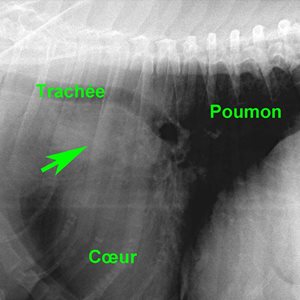 Radiographie thoracique d’un chien atteint de chémodectome aortique. La lésion est responsable d’une déviation de la trachée