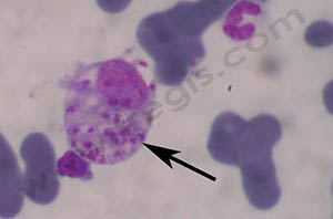 1. Leishmaniose canine : le parasite (flèche), de très petite taille, se trouve à l’intérieur de certaines cellules, en particulier des ganglions ou de la moelle osseuse (photo laboratoire vétérinaire VEBIO)