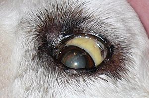 2. Ictère (ou jaunisse) visible au niveau de l’oeil (sclère) d’un chien présentant une leptospirose