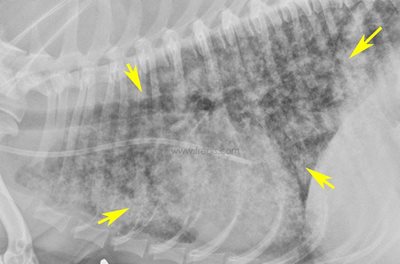 1. Leptospirose chez le chien : la radio du thorax montre de très nombreuses lésions dues à des hémorragies pulmonaires secondaires