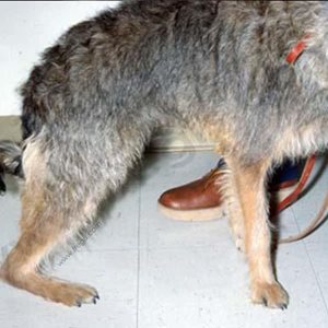 Lésion du tendon d’Achille (corde du jarret) chez le chien avec rupture complète