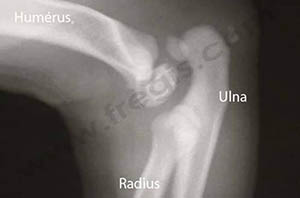 Radiographie de profil du coude chien yorshire