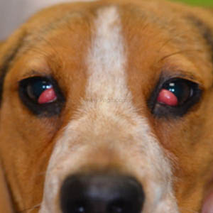 Chien de race Beagle, âgé de 6 mois avec une luxation bilatérale des glandes nictitantes