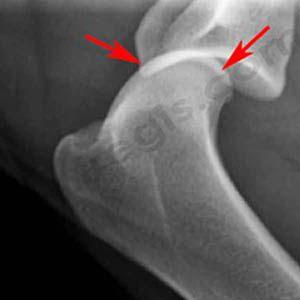 radiographique de profil de l’épaule d’un chien présentant une luxation/instabilité de l’épaule.