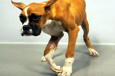 troubles nerveux: chien atteint d’une forme avancé de maladie de Carré