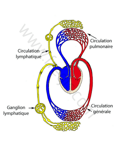 Schéma de la circulation sanguine et lymphatique.