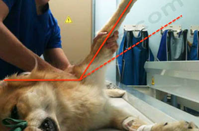 Photo 1. Angle d’abduction scapulo-humérale (trait plein) supérieur à la norme (trait pointillé) chez un chien présentant une instabilité scapulo-humérale.
