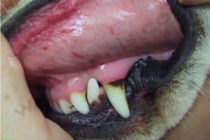 pétéchie au niveau de la muqueuse gingivale chien