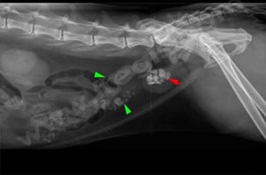 1. Radiographie de l’abdomen d’un chat souffrant de lithiase urinaire vésicale