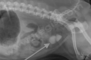 1. Radiographie de l’abdomen d’un chien souffrant de lithiase urinaire vésicale