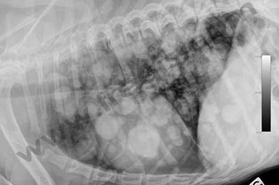 Radiographie du thorax chez un chien montrant la présence de lésions tumorales multiples au niveau du poumon (métastases pulmonaires)