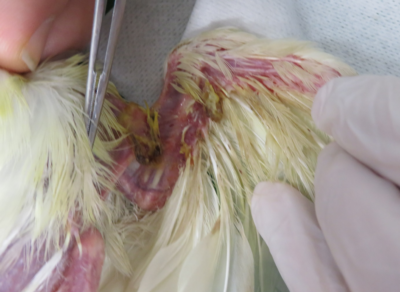 Dermatite-axillaire-perroquet
